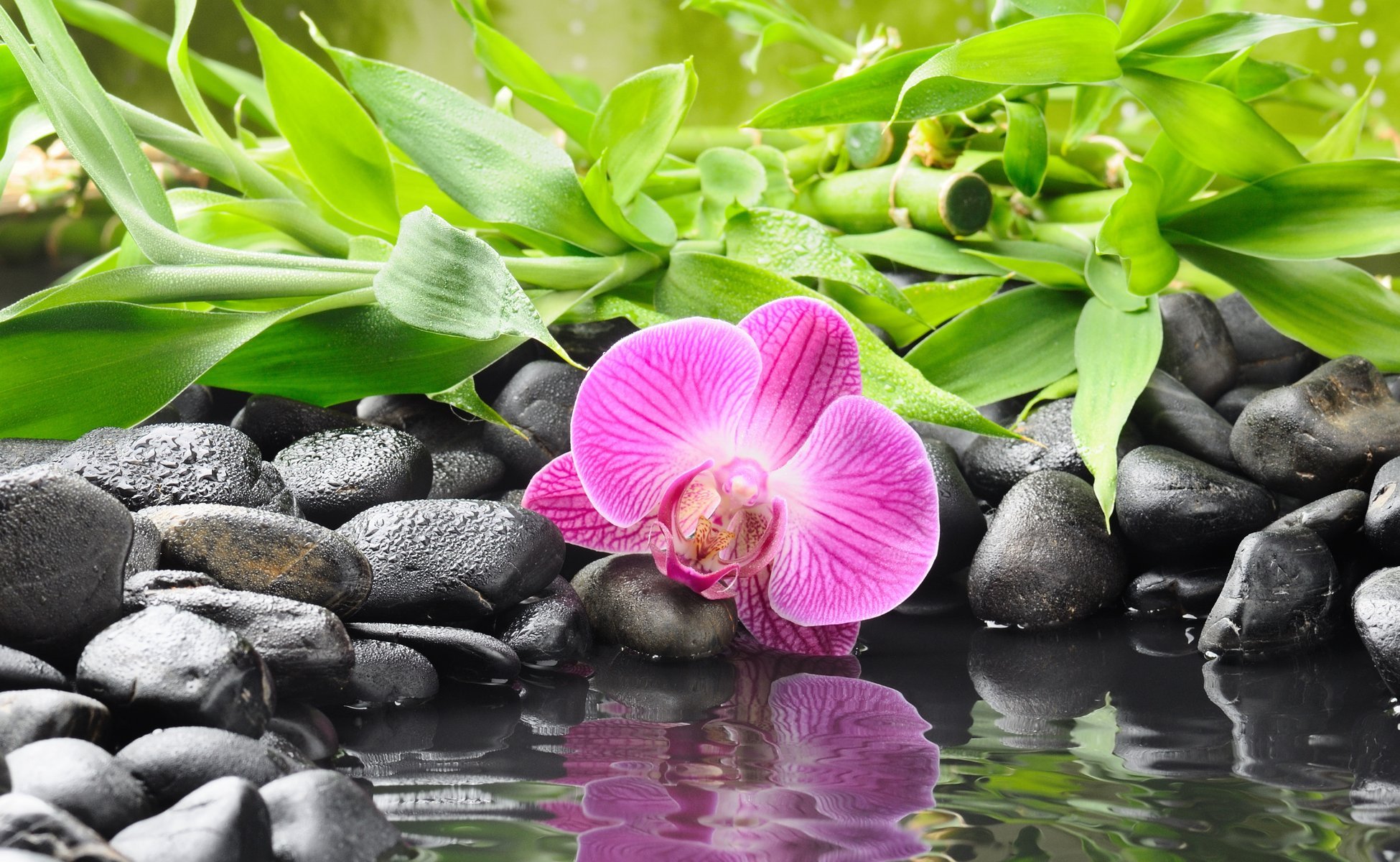 orquídea flor piedras negro bambú agua reflexión