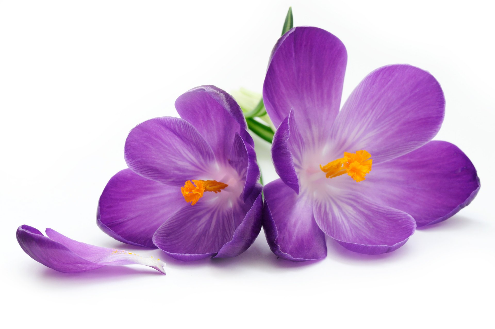 flower flowers crocus petals crocuse