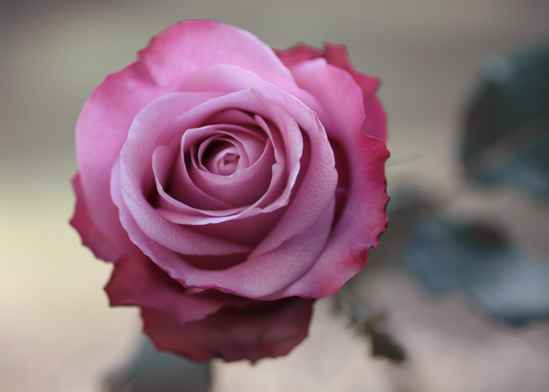 photo flower rose pink close up