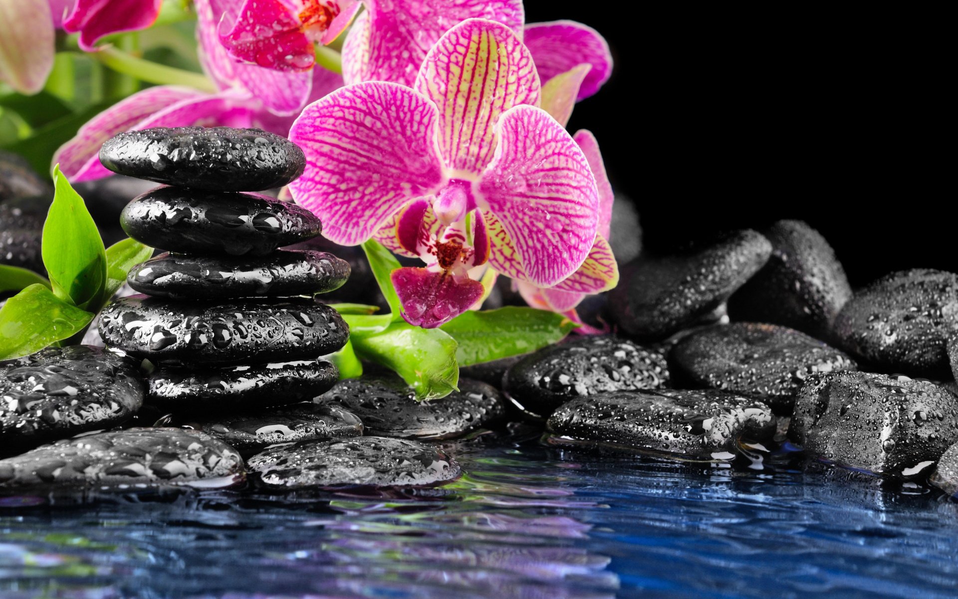 flor orquídea rosa piedras negro plana agua gotas en las piedras