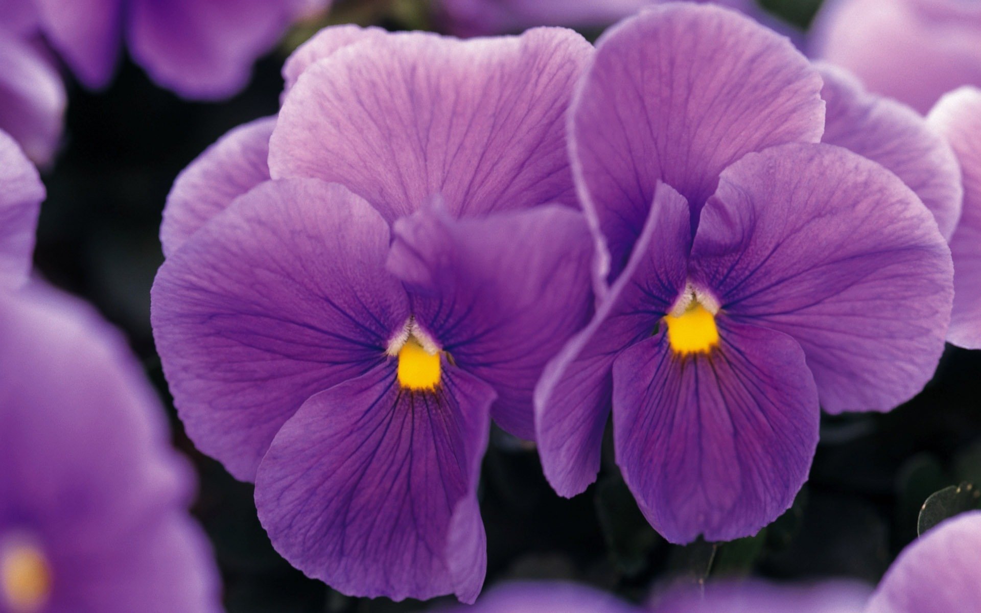 viola pensamientos flores macro lila