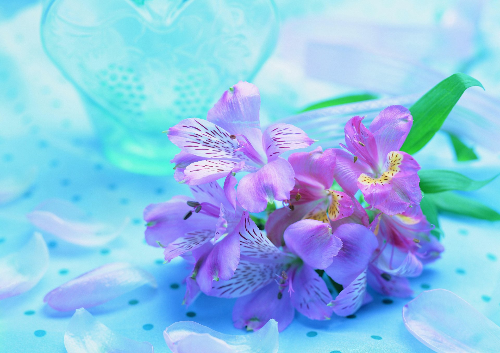 flower purple lilac blue background orchid