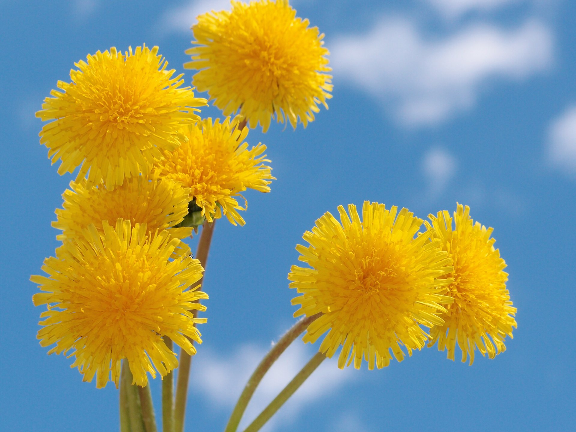 flower sky clouds summer yellow