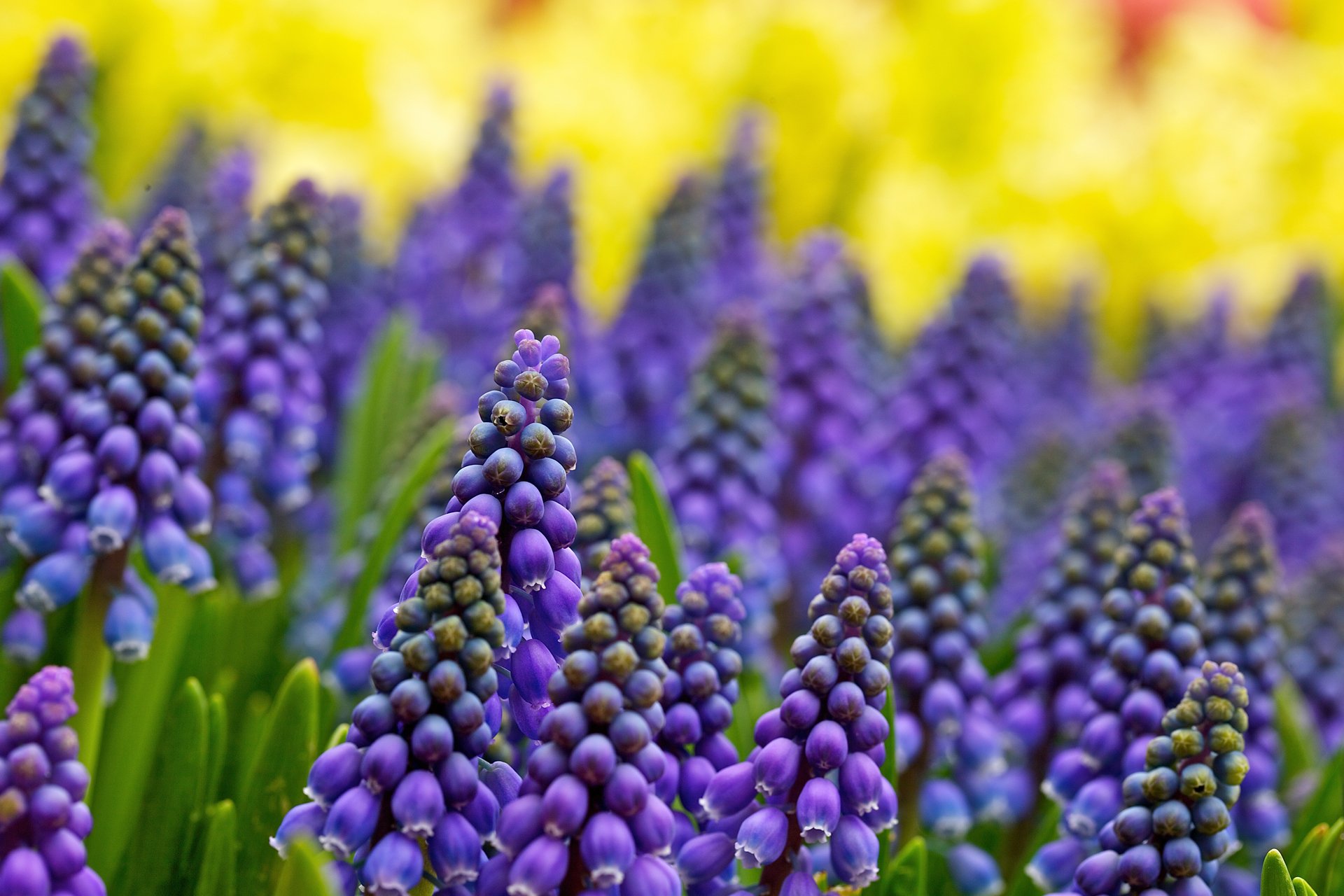 kwiaty muscari rozmyte