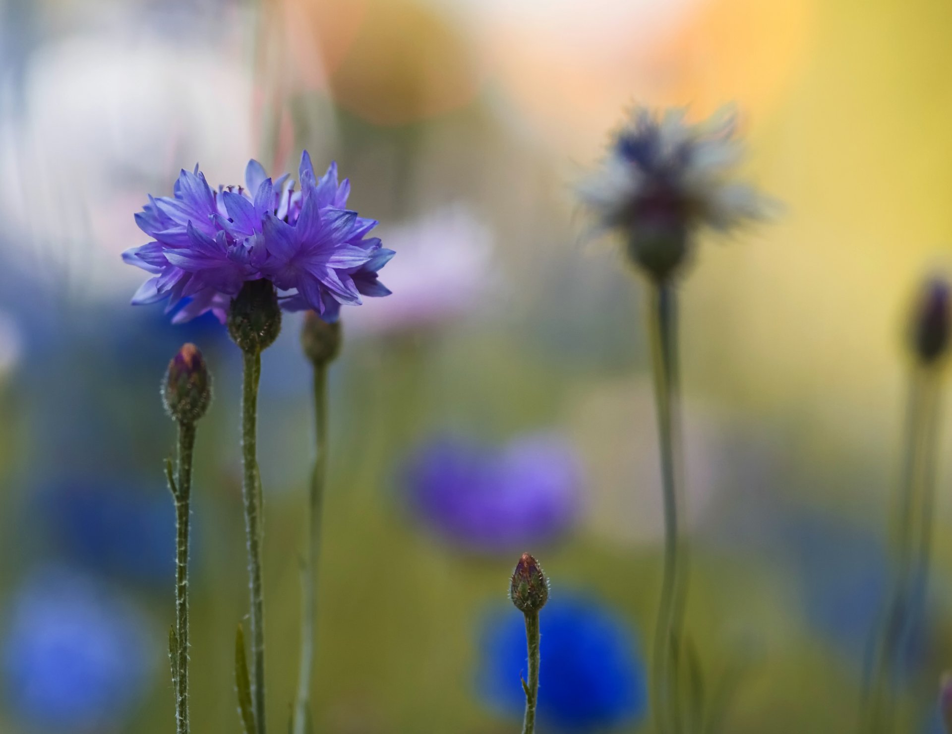 fiordaliso blu macro sfocatura