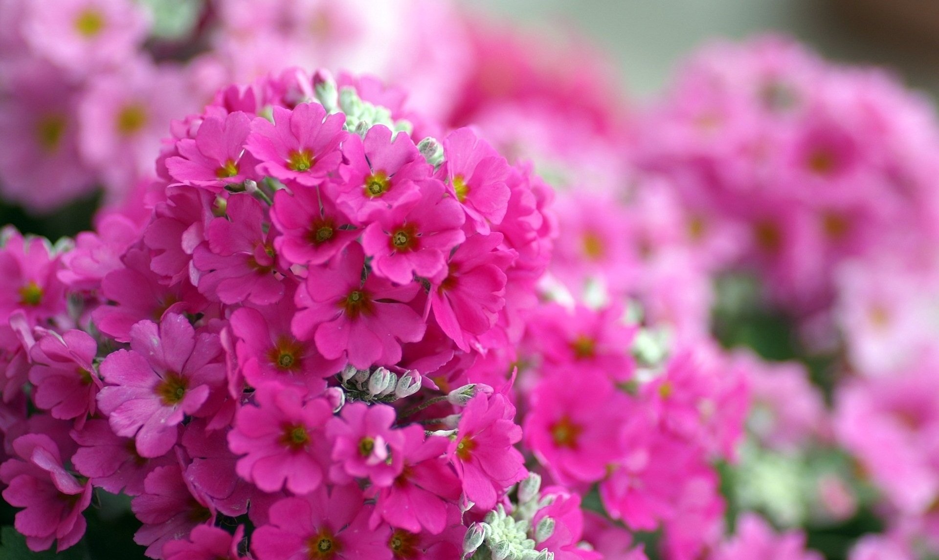 fiori macro phlox luminoso rosa