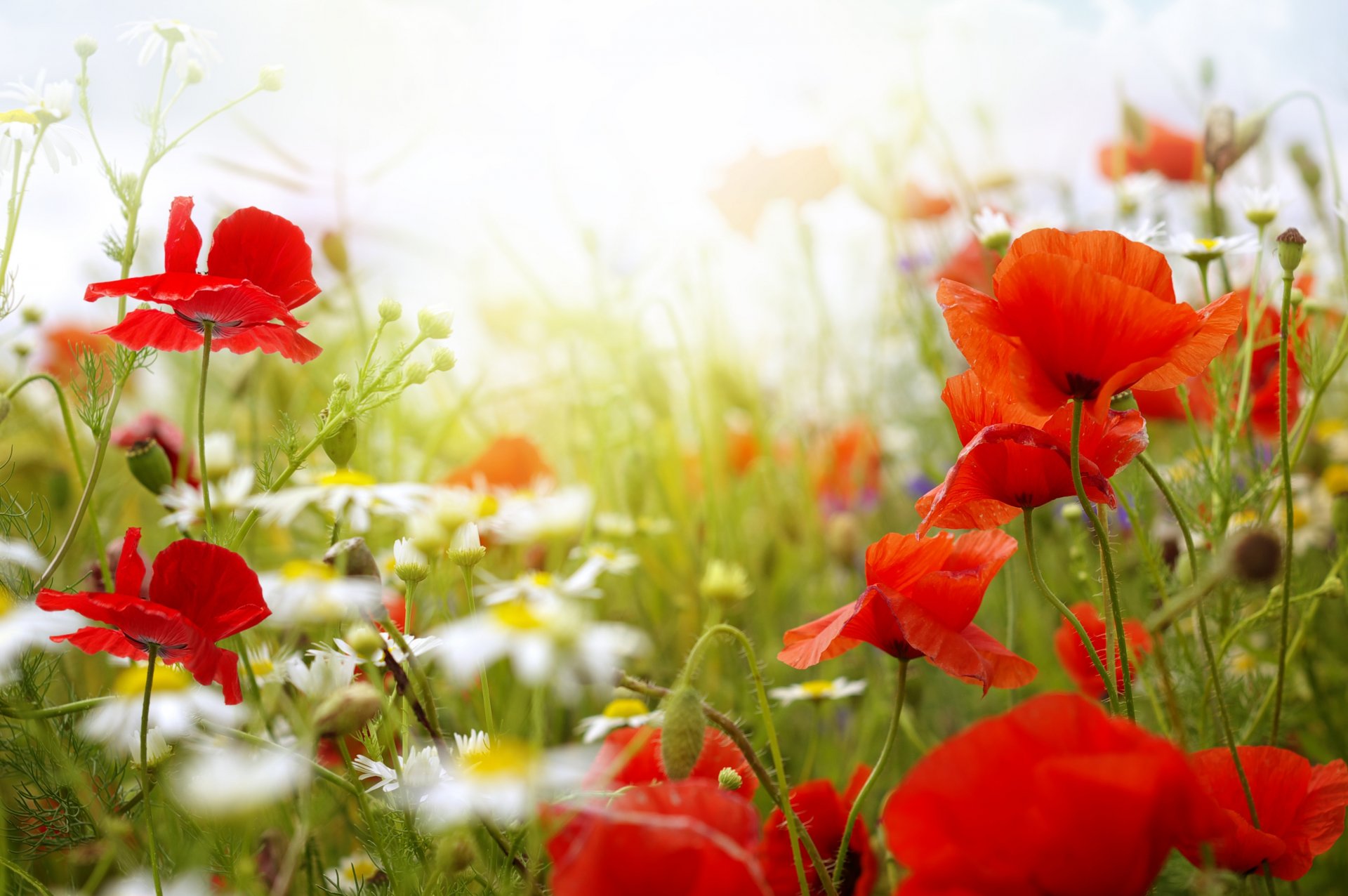 blumen mohn gänseblümchen sommer