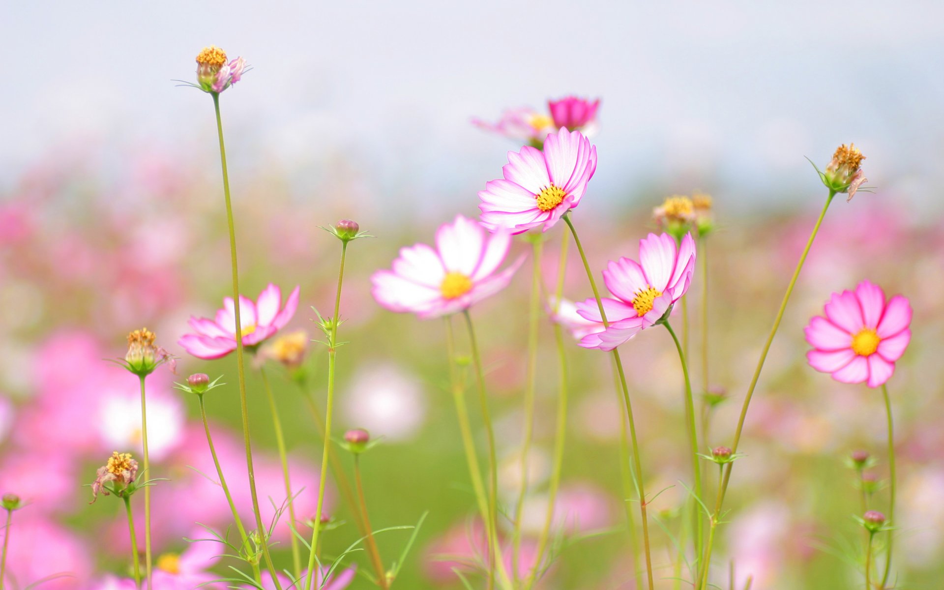 estate freschezza tenerezza bellezza fiori fiori fiori fiore petalo petali gambo cielo fiori macro carta da parati macro fioritura carta da parati carta da parati migliore carta da parati screensaver carta da parati widescreen