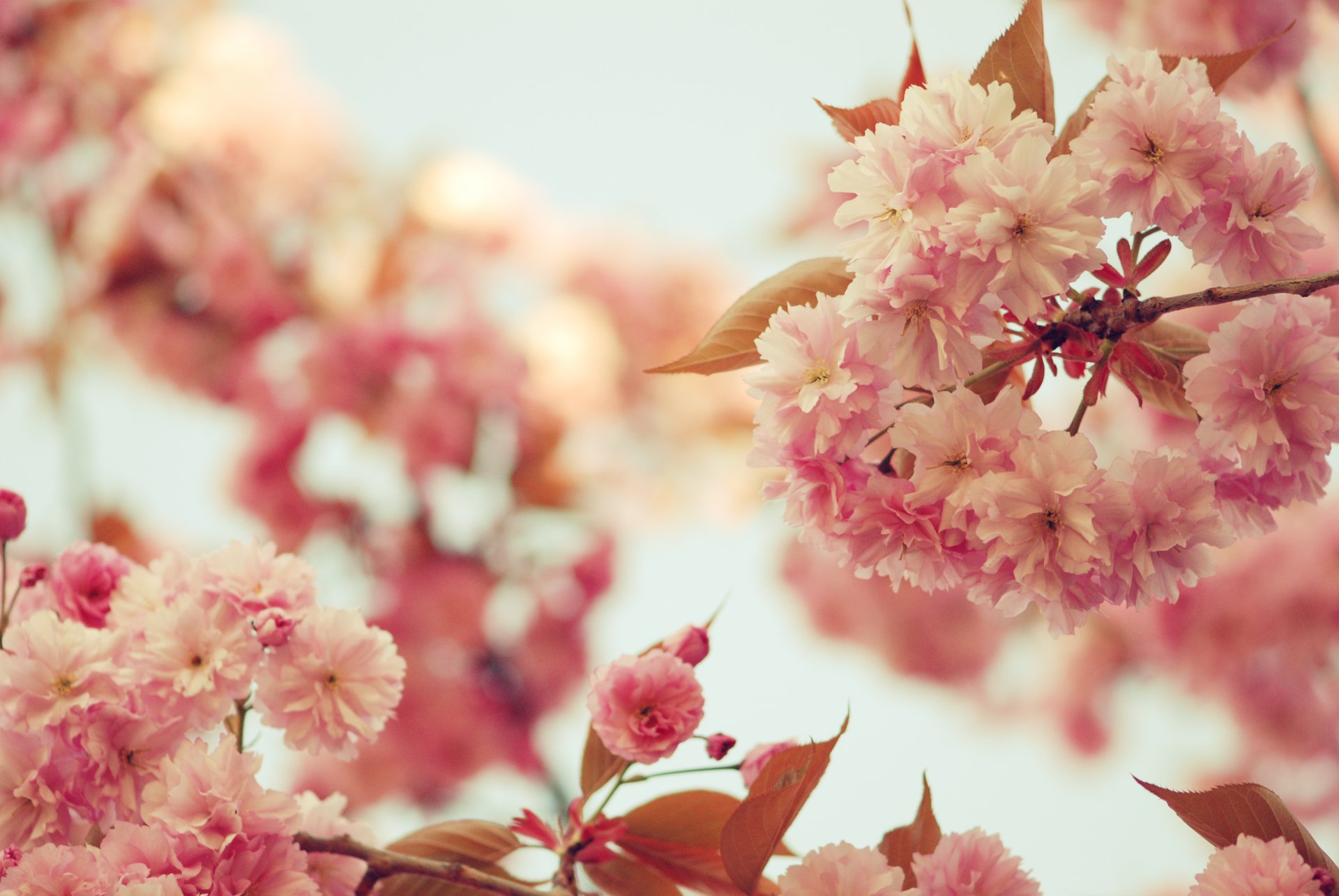 sakura fiori rosa petali fioritura rami rami alberi foglie cielo colore primavera