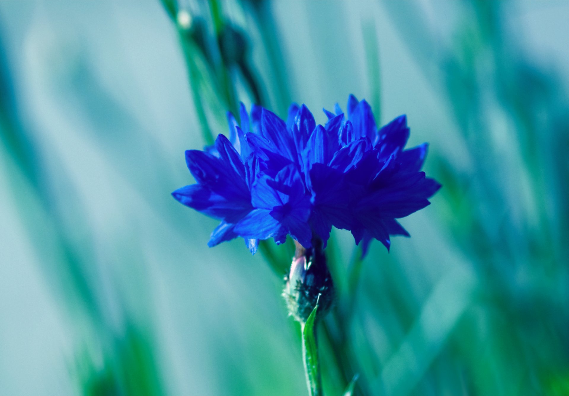 voloshka blue flower close up blur