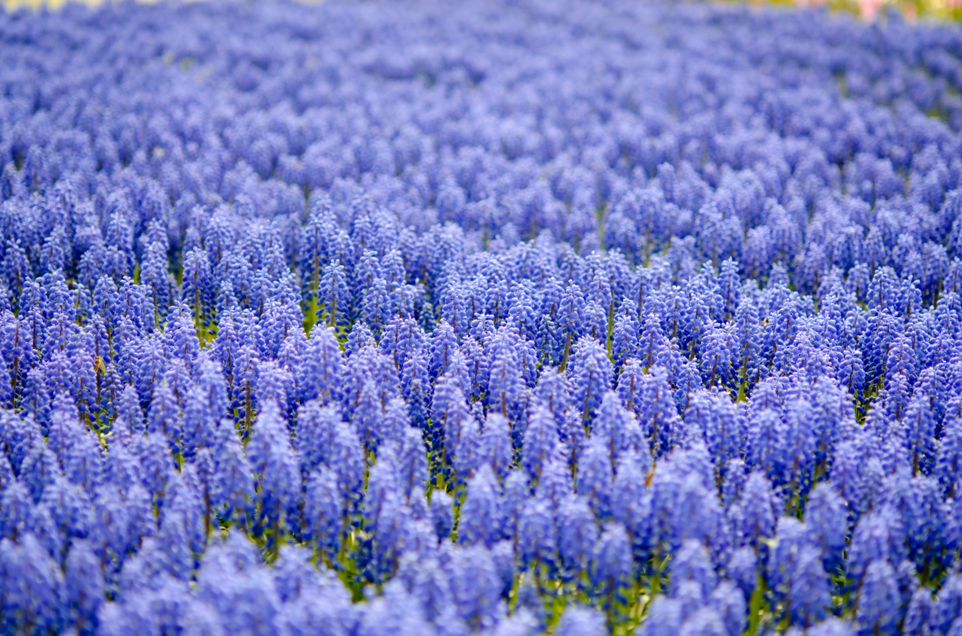 muscari azul mucho campo desenfoque