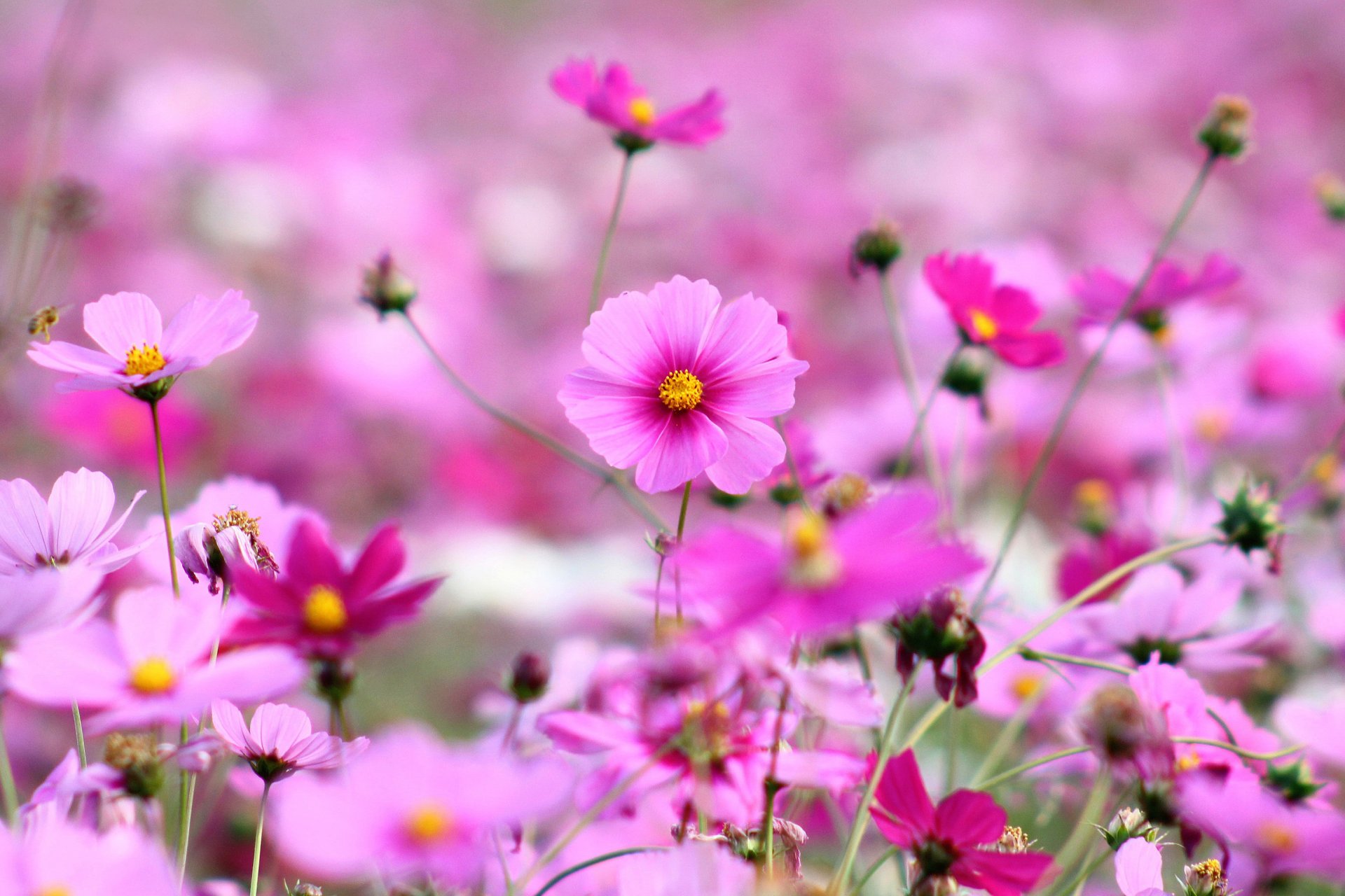 cosmea kwiaty płatki różowy jasny trawa rośliny pole polana wiosna kwitnienie natura