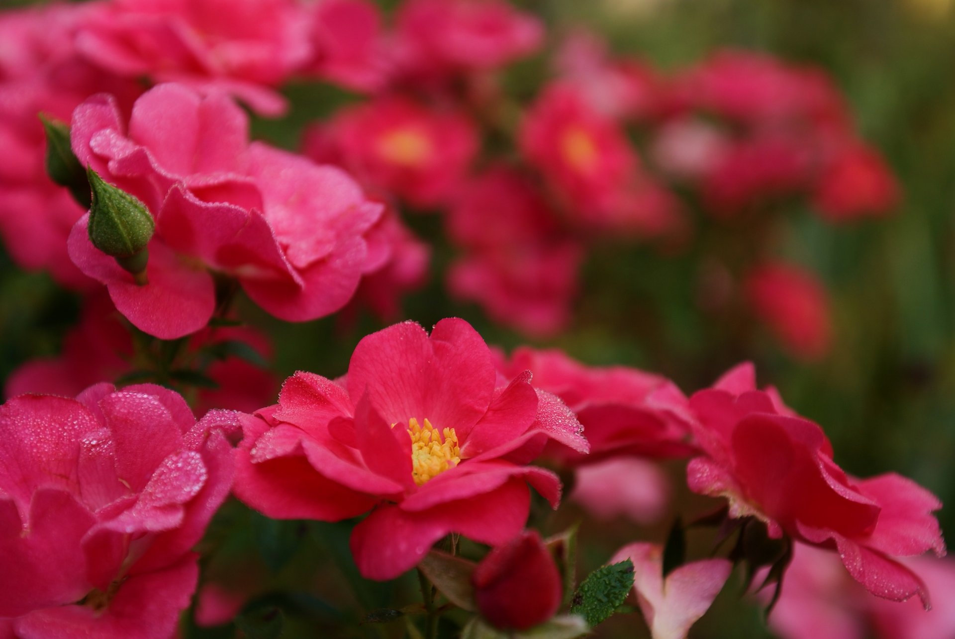 roses pink bright flower petals bush drops rosa close up