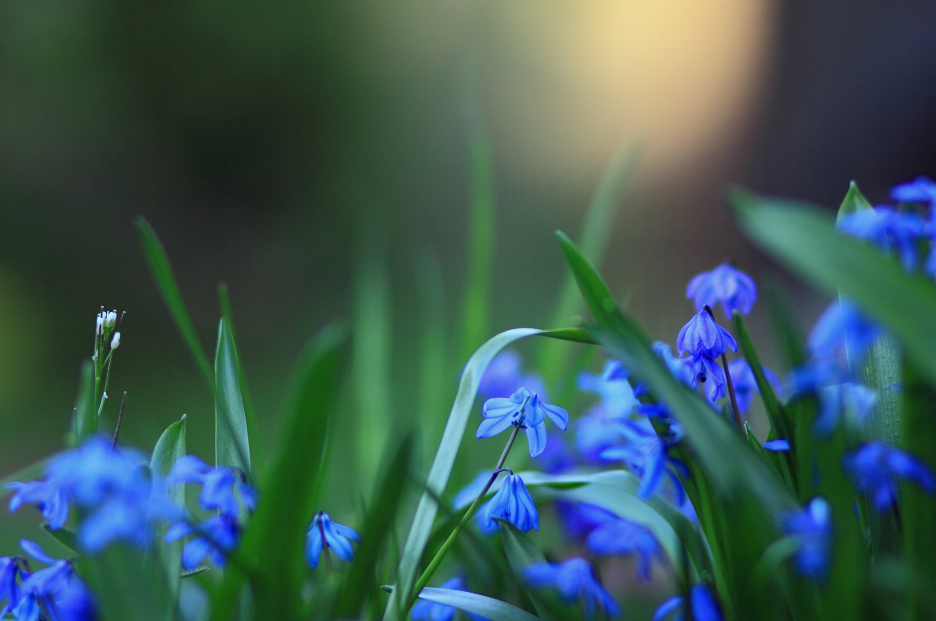 flores azul romero