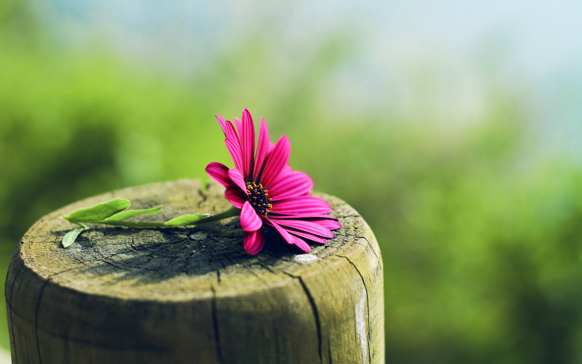 fleur arbre flou gros plan