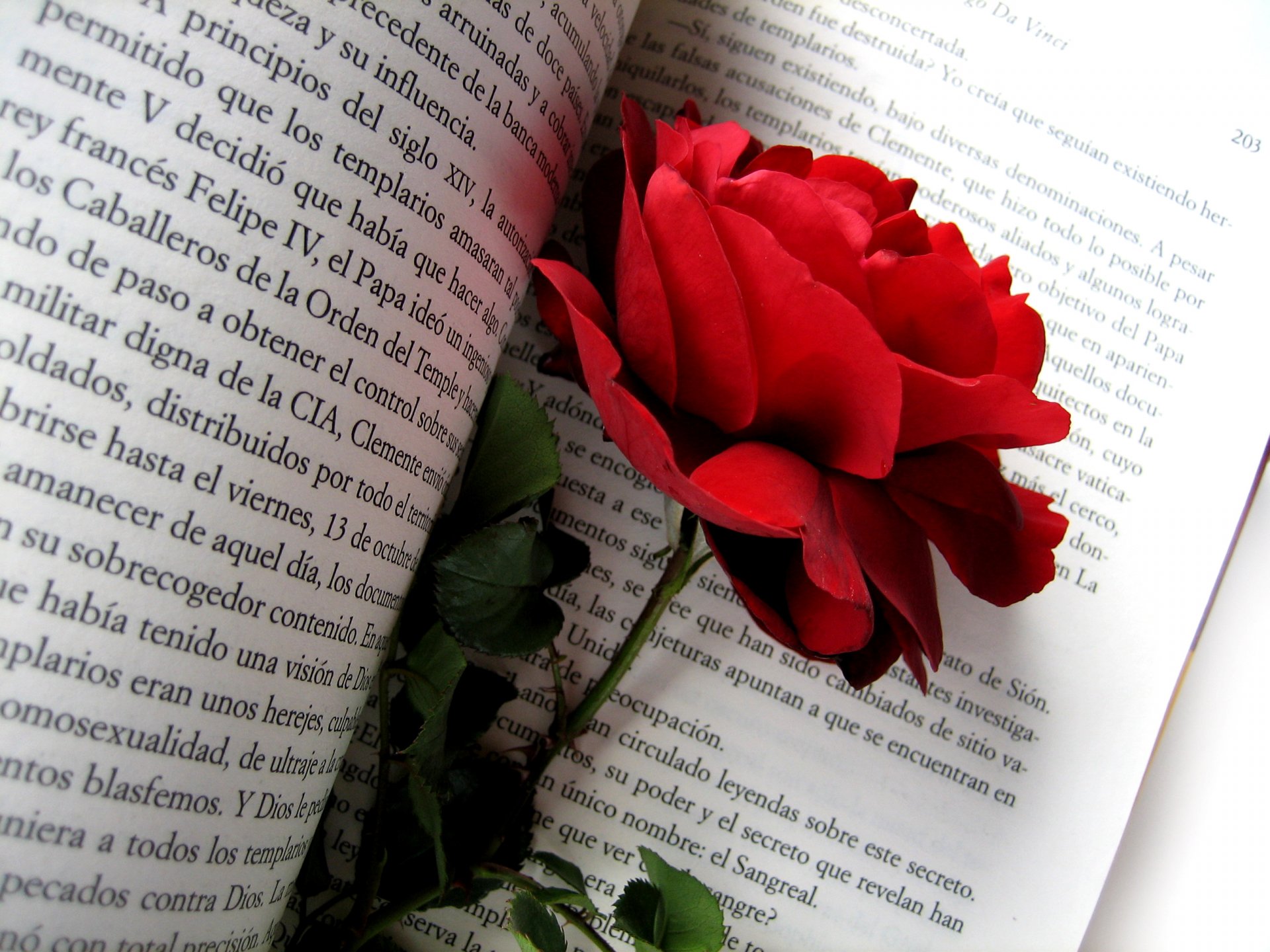 rote rose rose rot blumen blume knospe blütenblätter hagebutten natur buch text