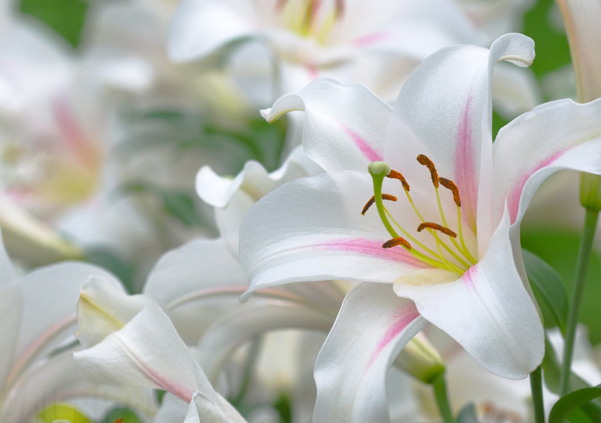 lirios blanco estambres pistilo hojas hermoso