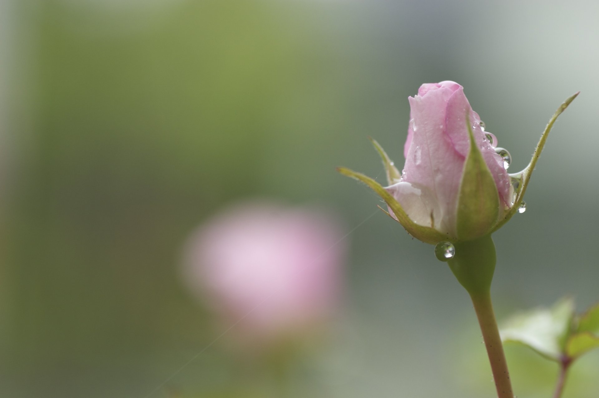 róża różowy kwiat pączek łodyga krople rosa pajęczyna rozmycie delikatność kolory wiosna natura makro