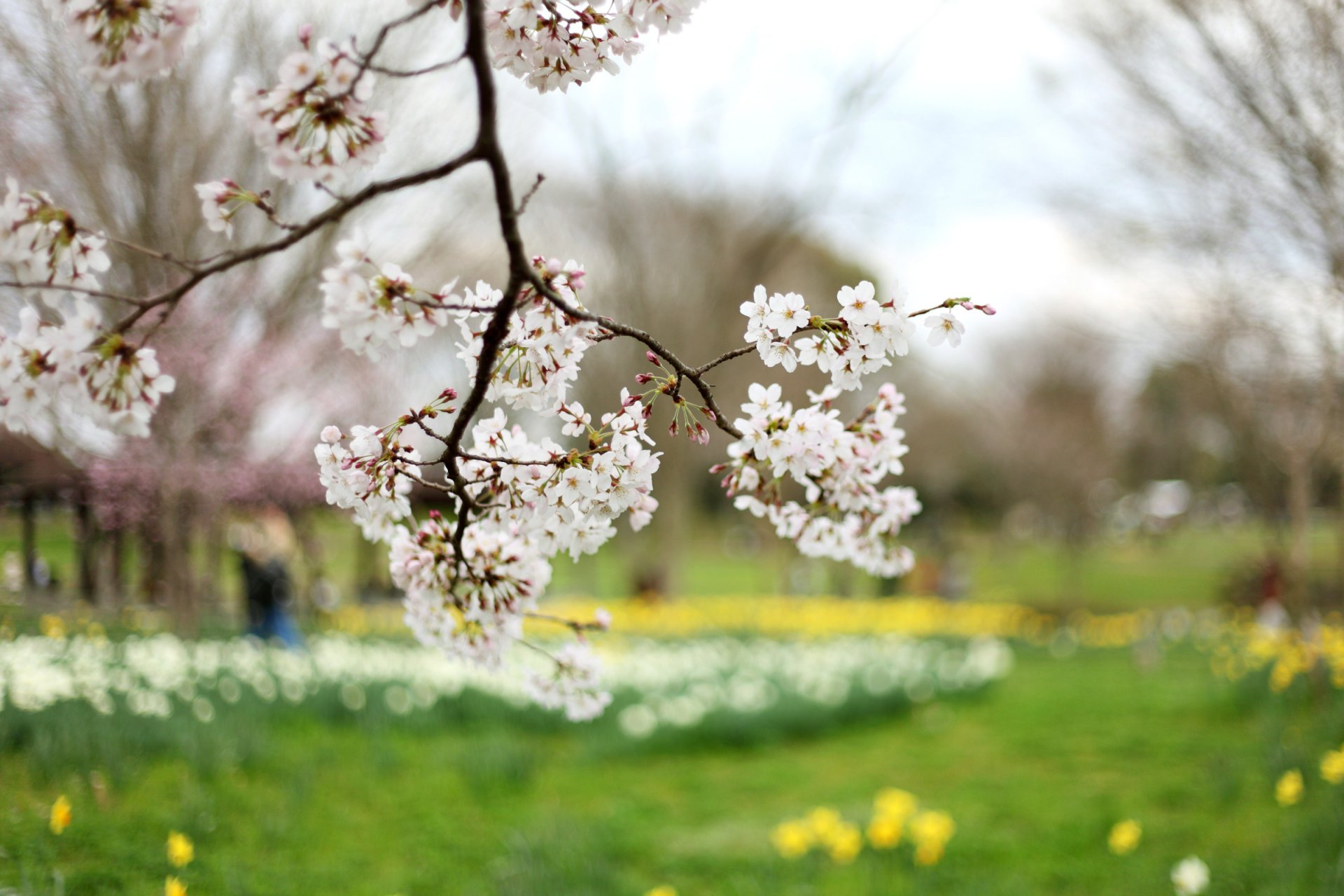 branche branches arbre cerise sakura floraison fleurs blanc pétales vert clairière jaune flou nature printemps