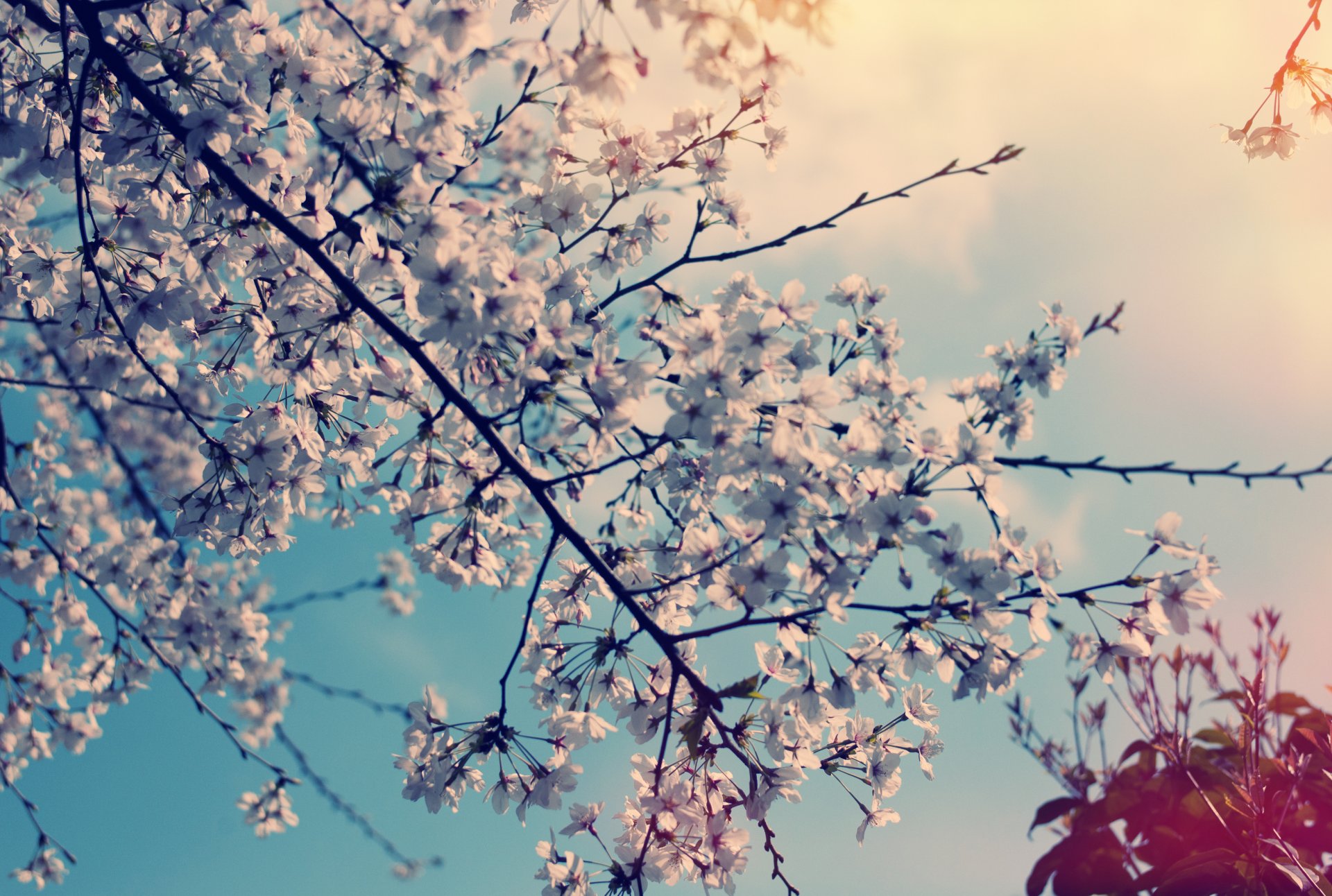 natur baum frühling blumen kirsche