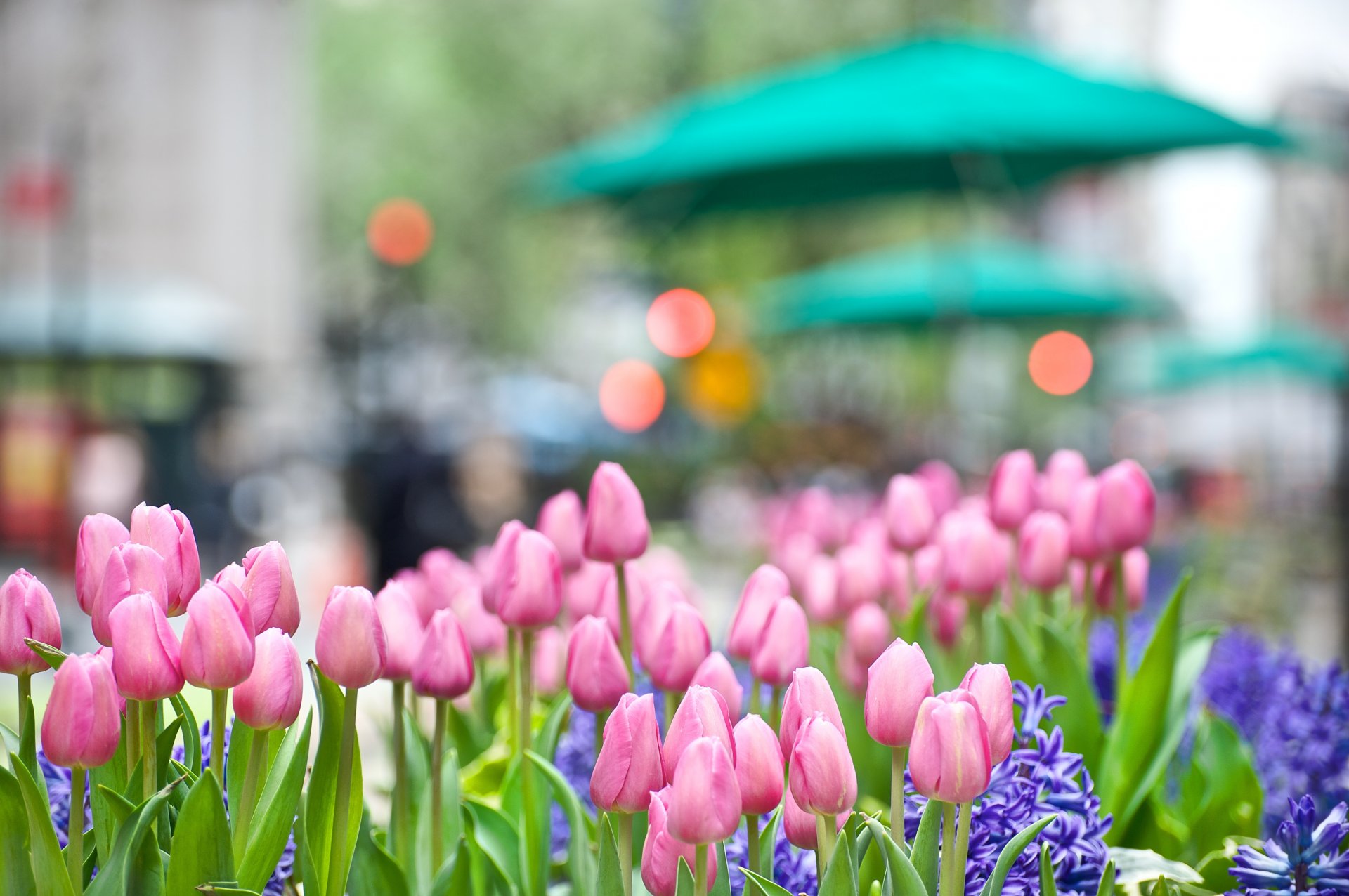 tulipany różowe kwiaty bud hiacynt kwietnik miasto ulica światła blask światło natura wiosna makro