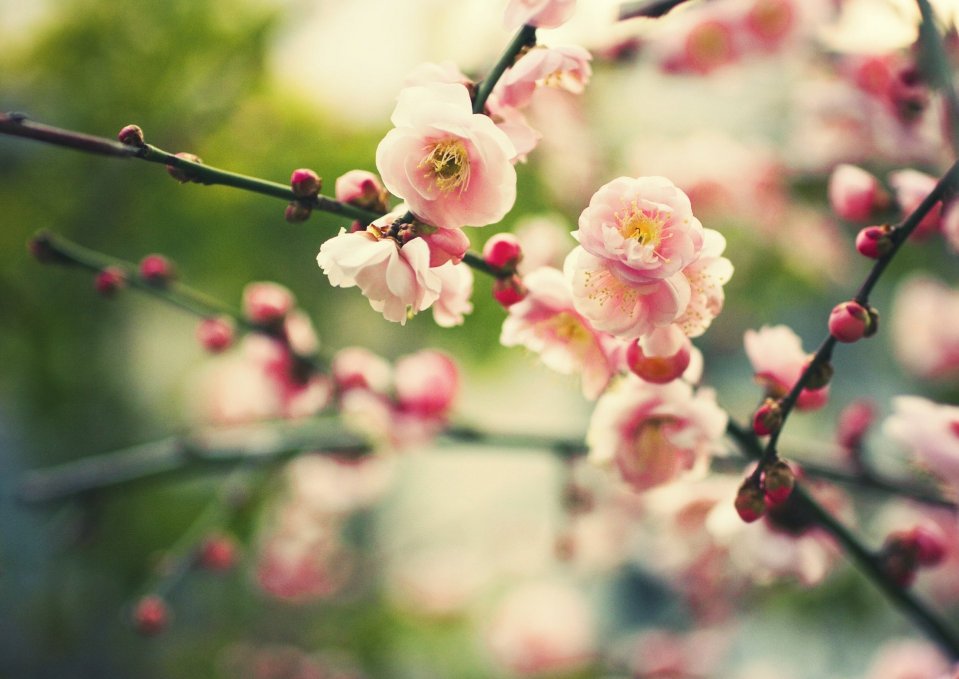 natura pianta rami fiori boccioli fioritura primavera sfocatura bokeh