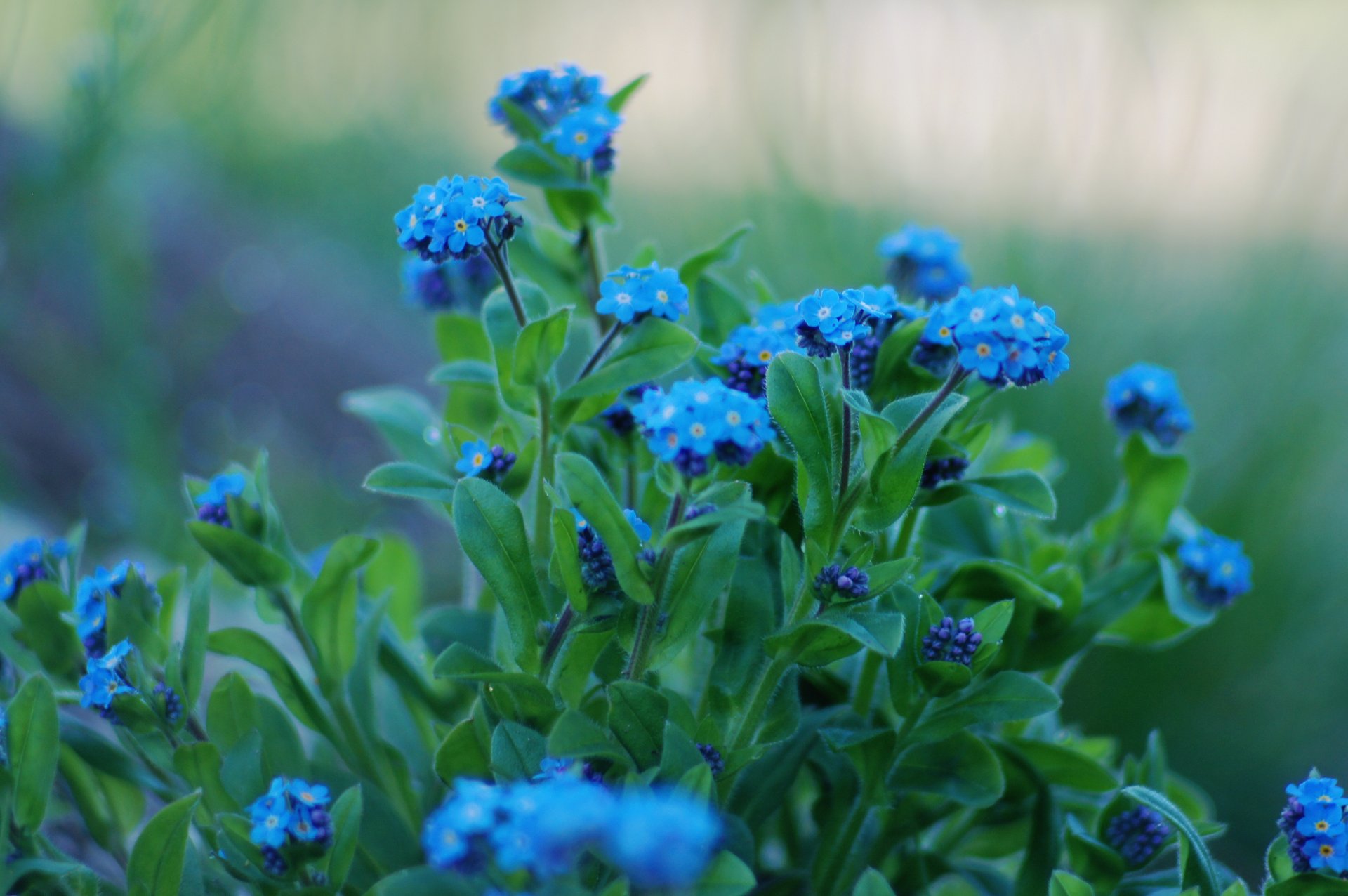 fiori nontiscordardime petali foglie blu