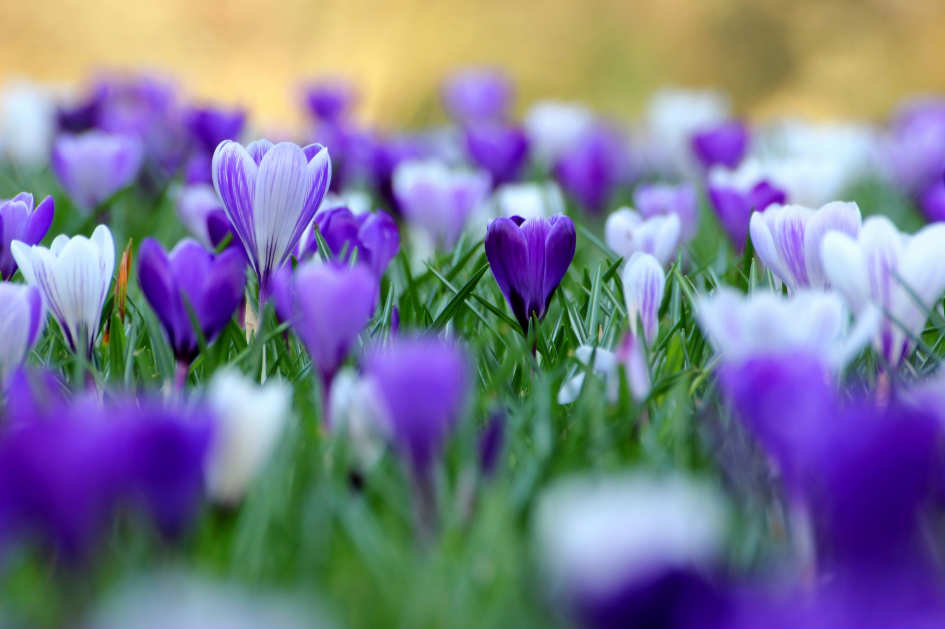 blumen frühling krokusse