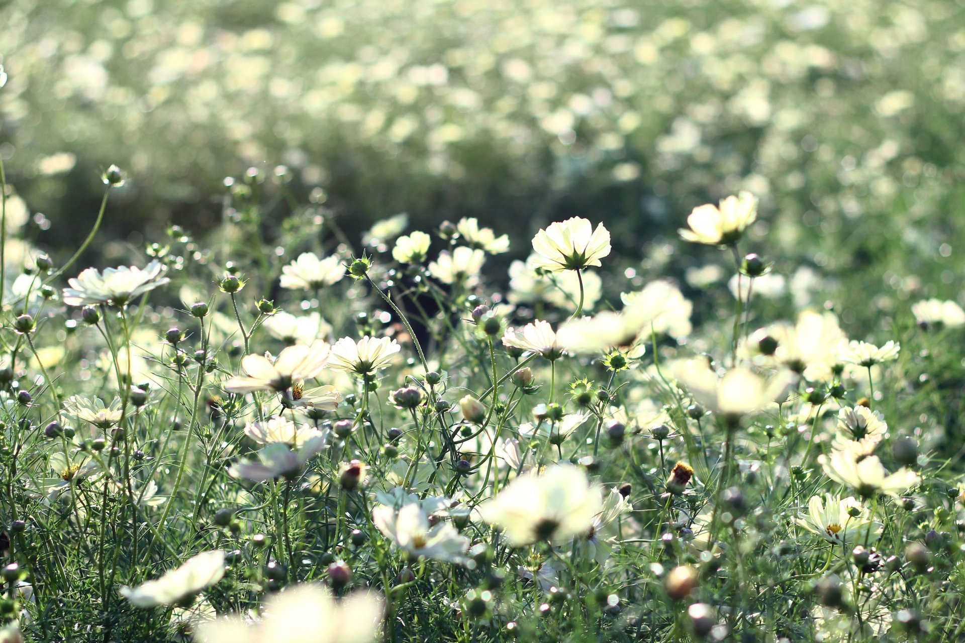 fiori cosmea bianco luce petali steli erba piante fioritura radura campo estate calore luce raggi natura bellezza