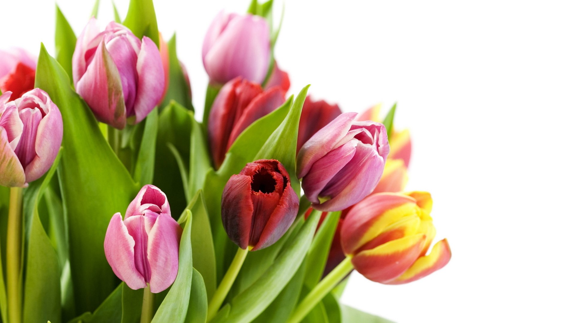 flower flowers tulips multicolored red pink yellow white background plant greenery leave