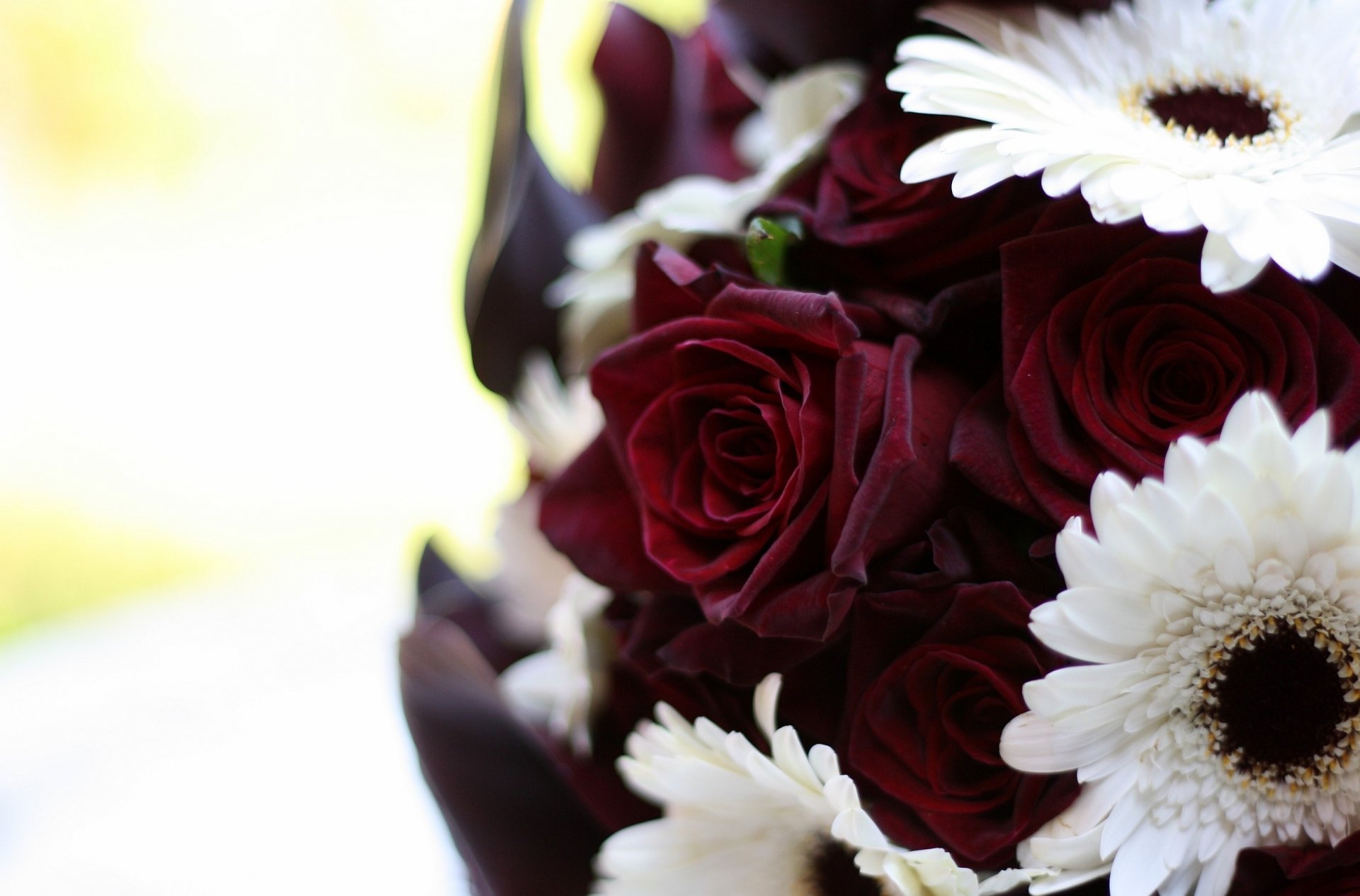 fleurs bouquet roses gerbera bourgogne blanc gros plan