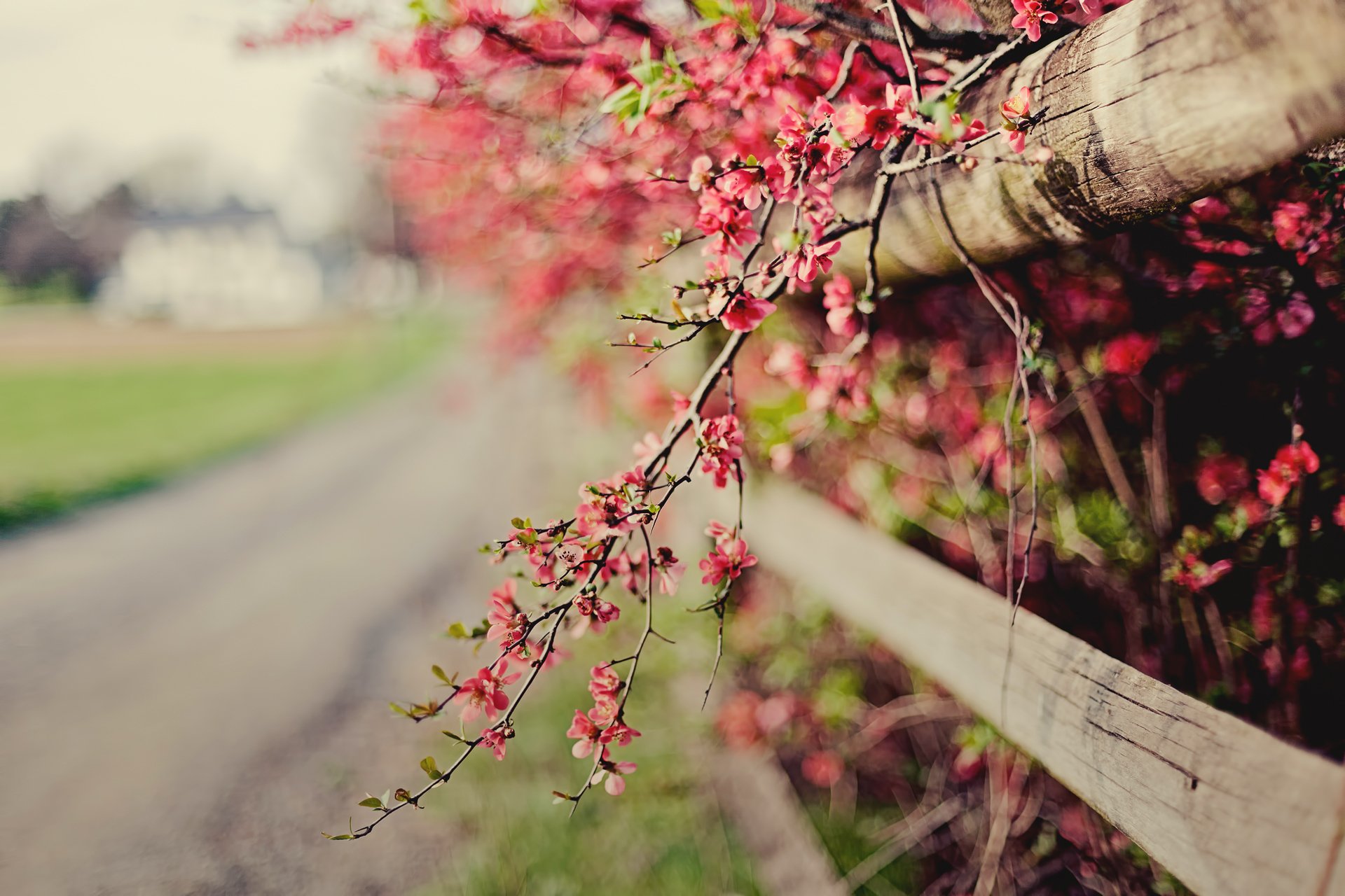 pigwa różowy kwiaty gałązka krzewy ogrodzenie ogrodzenie kwitnienie wiosna natura focus bokeh