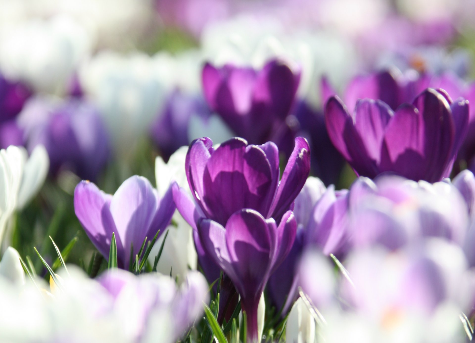 crochi bianco lilla viola petali primavera macro sfocatura