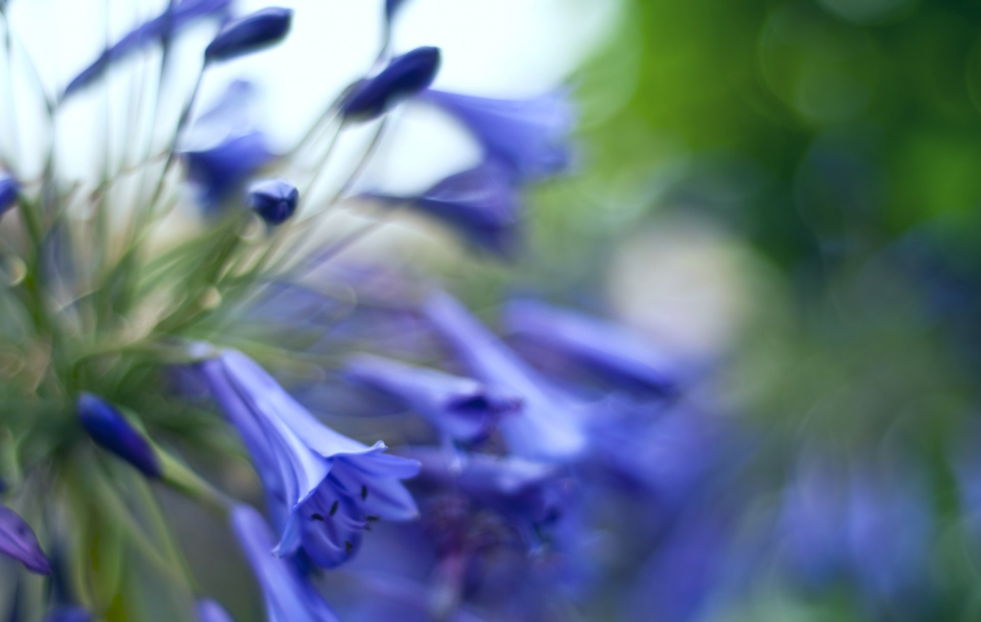 glocken blumen knospen blau makro blendung unschärfe