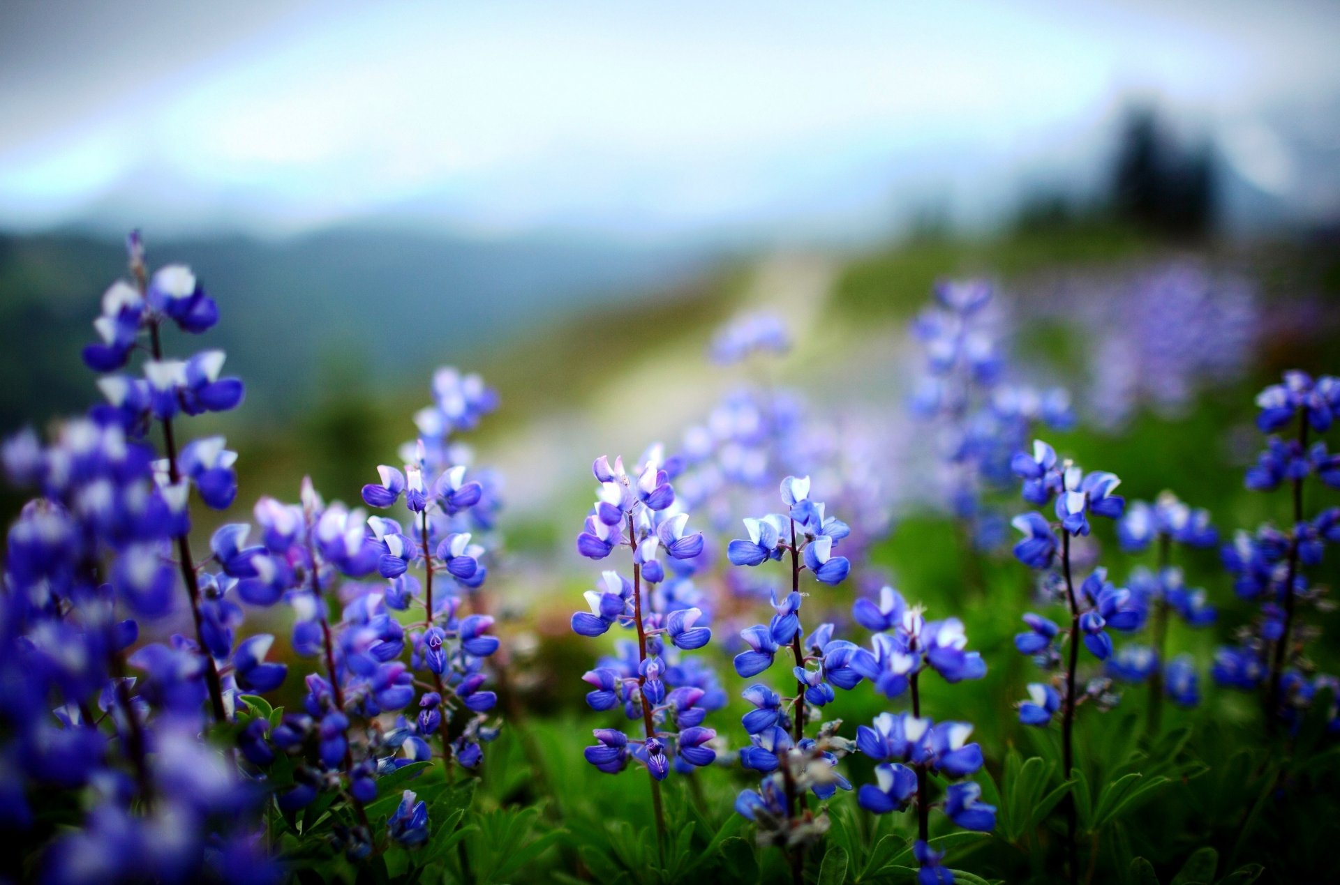 fleurs lupin verdure plante feuilles nature violet vert