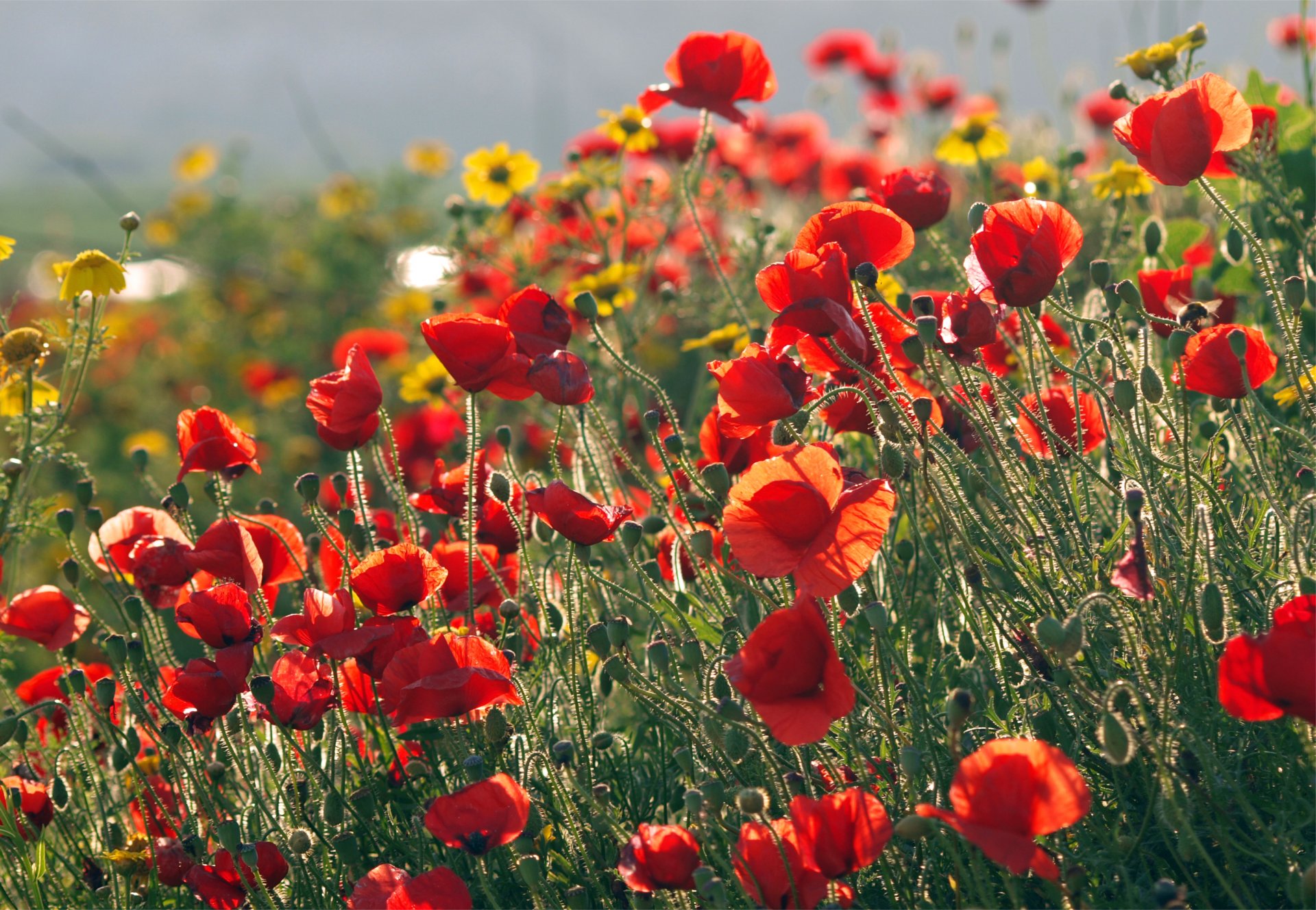 poppies red the field other flowers yellow