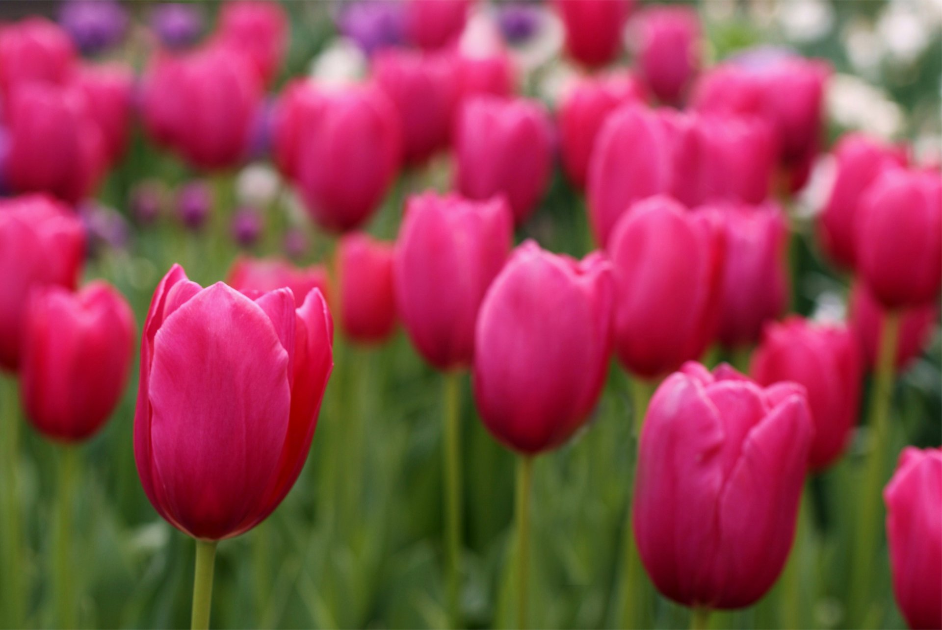 tulipanes campo rosa pétalos desenfoque enfoque