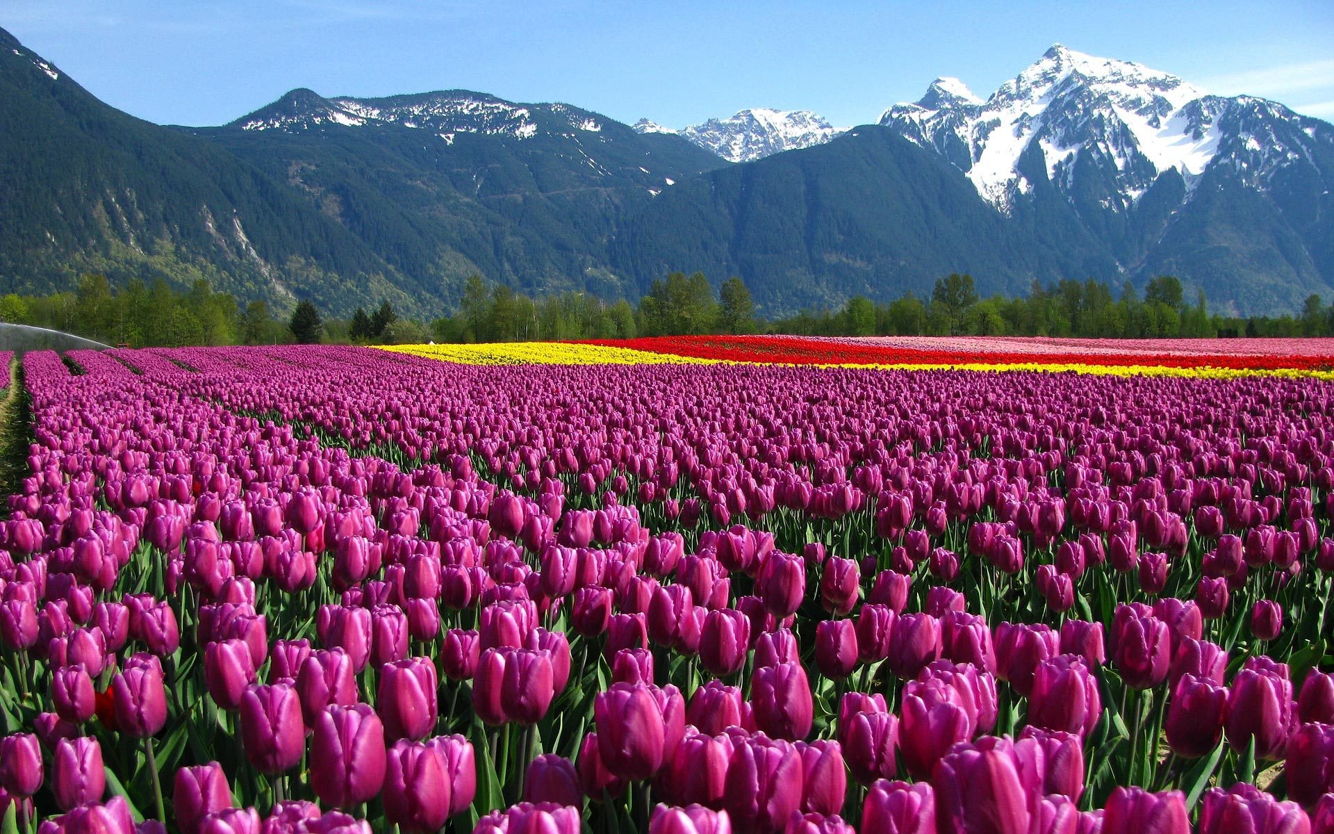 blumen tulpen feld berge