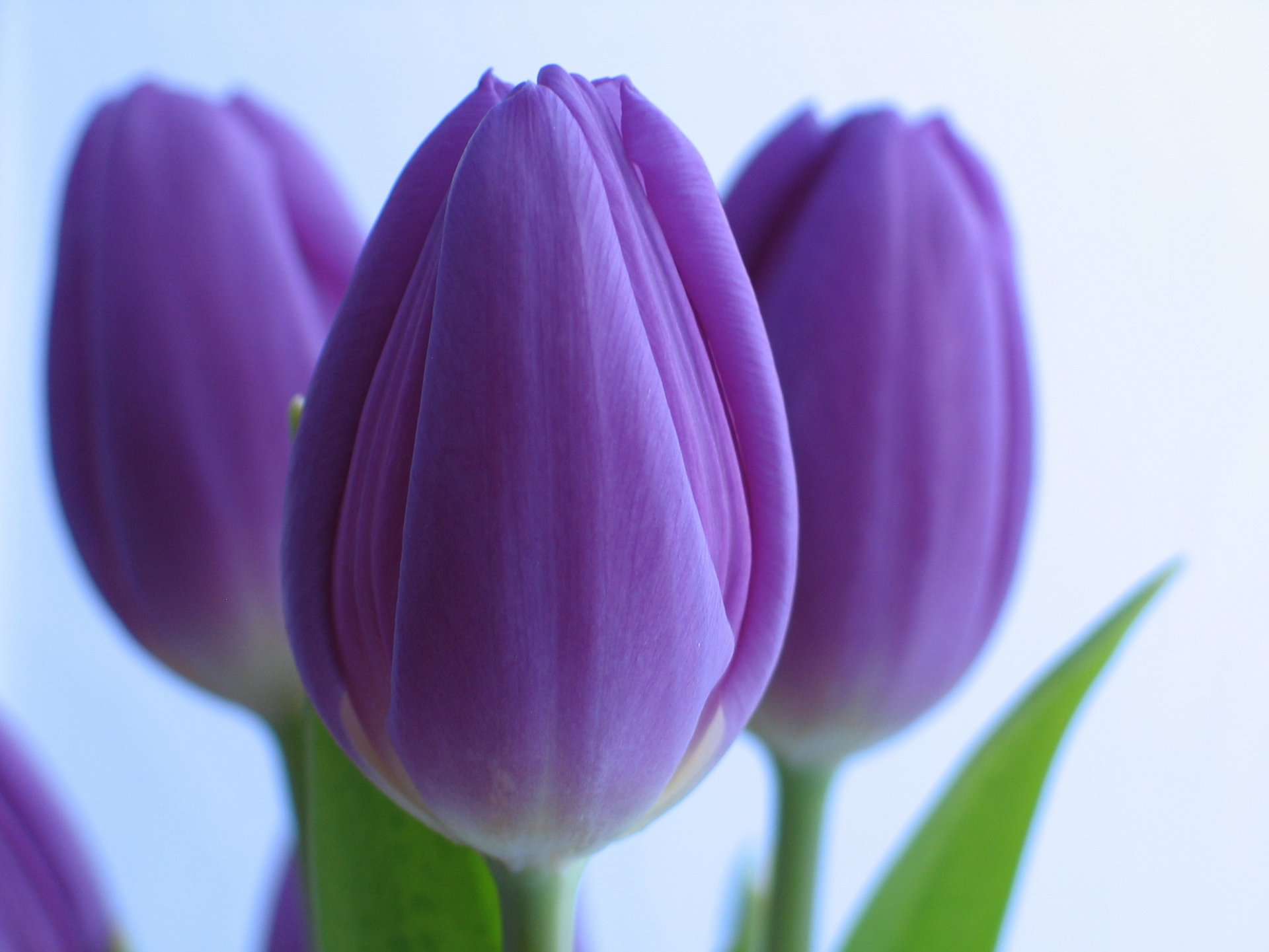 fiori tulipani viola