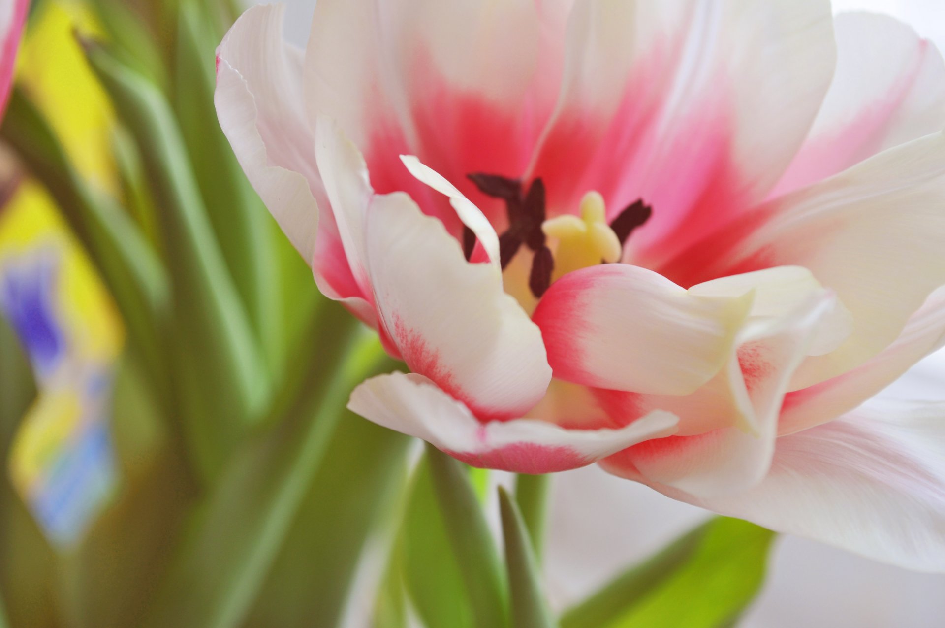 tulip spring flower