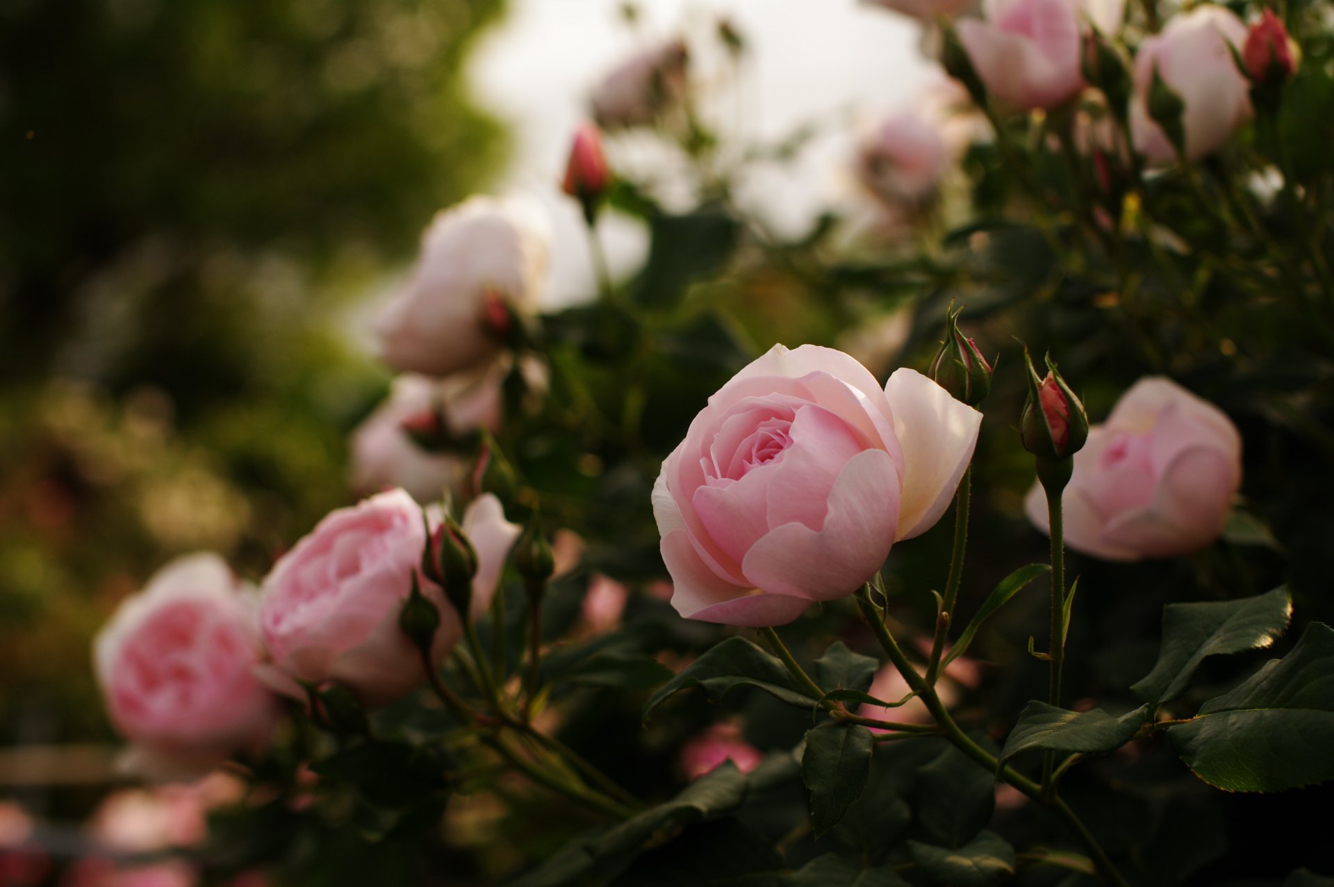 rose rosa boccioli fiori petali foglie cespuglio natura luci