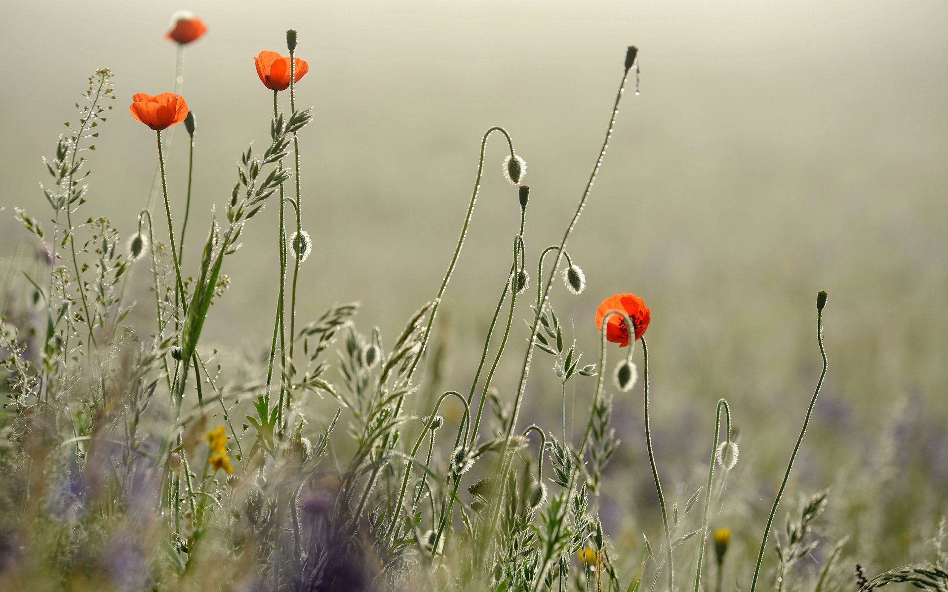 fiori papaveri mattina rugiada gocce gioco