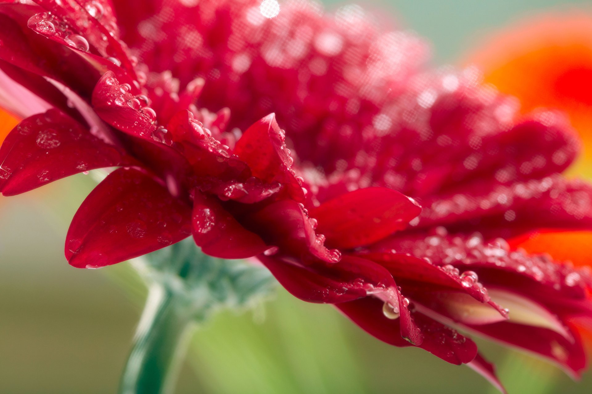 gerbera flor rojo gotas naturaleza macro gerbera rojo macro foto