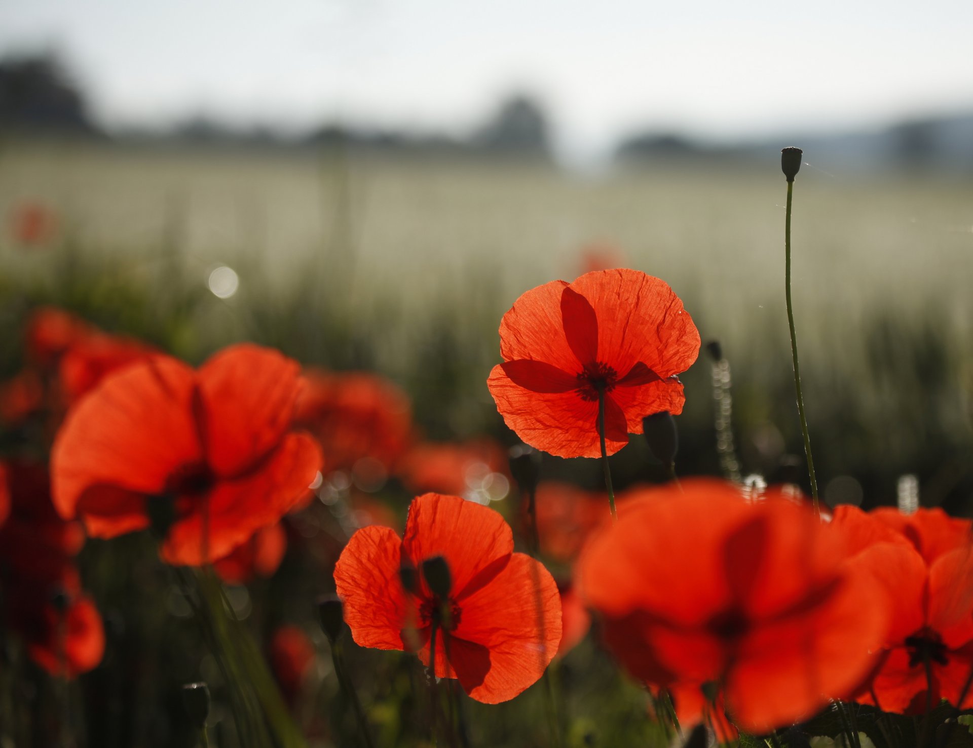 fiori papaveri campo natura