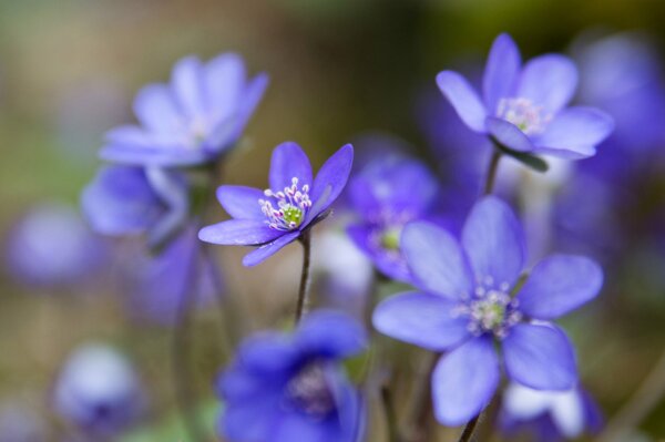 Macro photography of an overgrowth with blue petals