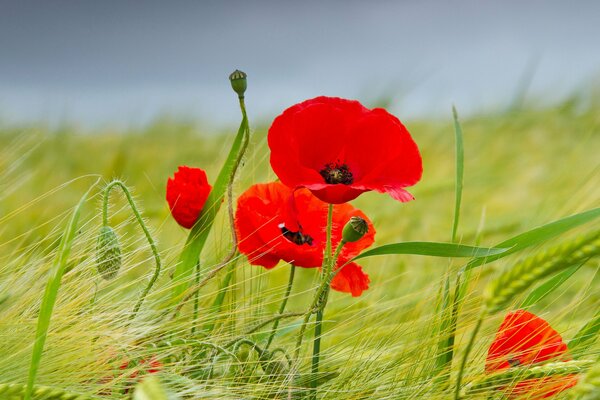 Champ vert de coquelicots rouges