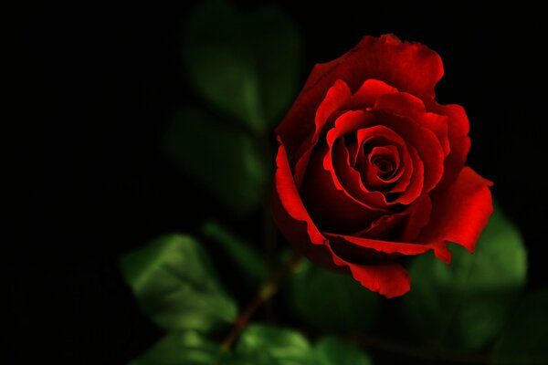 Macro image of a rose on a dark background