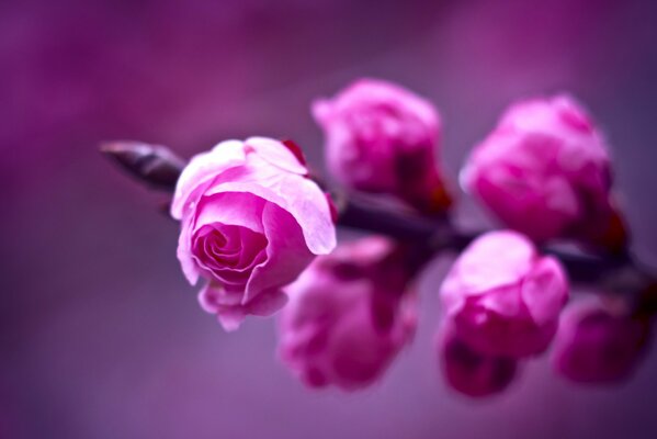 Pink roses on a branch in the forest