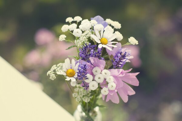 Bouquet de fleurs sauvages à la camomille