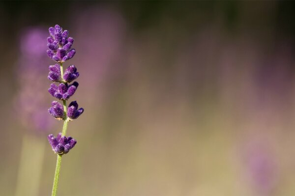 Lavender is a violet-lilac flower